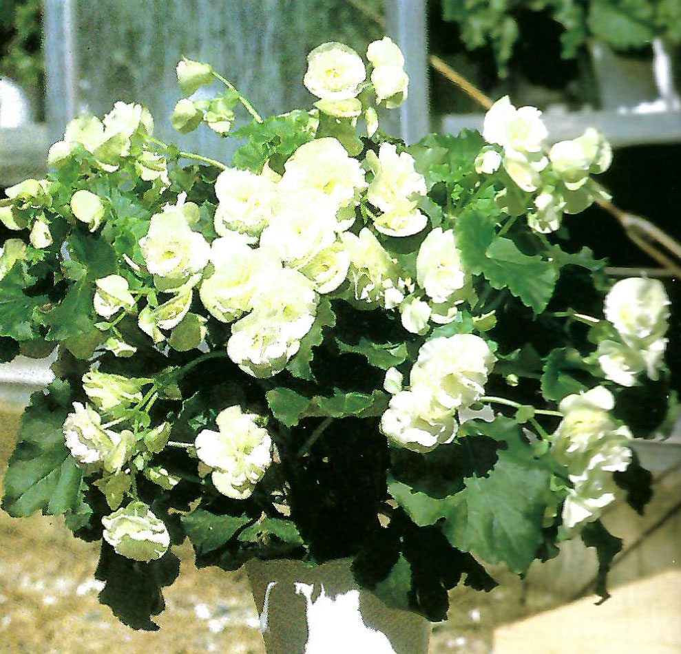 B. ‘Aphrodite Marco’